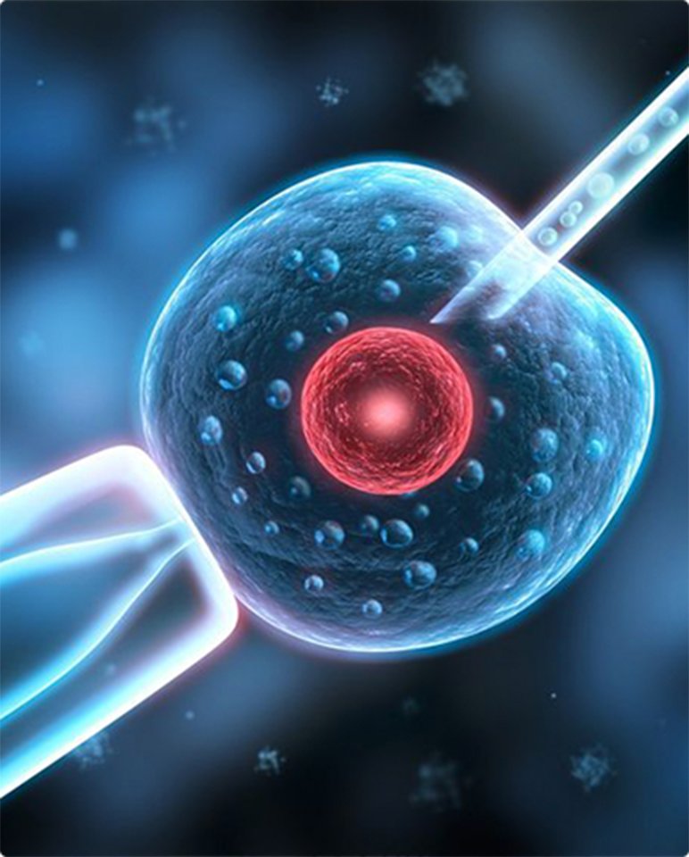 Egg Freezing-Treatments and services-Jellyfish Reproductive Medical Center